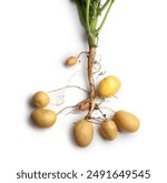 Potato plant with tubers isolated on white, top view