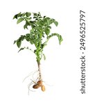 Potato plant with tubers isolated on white