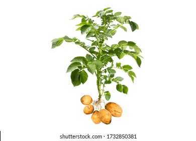 Potato plant with tubers on white background