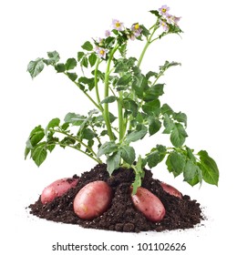 Potato Plant With Tubers In Soil Dirt Isolated On White