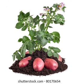 Potato Plant With  Tubers In The Soil Dirt Isolated On White