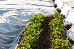 A Potato Plantation Covered With A Cloth To Create Heat And Get A Good Potato Harvest, Primitive Ways To Create A Greenhouse In The Field