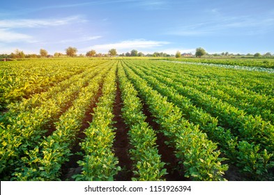 Potato Plantations Grow In The Field. Vegetable Rows. Farming, Agriculture. Landscape With Agricultural Land. Crops