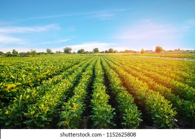 potato plantations grow in the field. vegetable rows. farming, agriculture. Landscape with agricultural land. crops