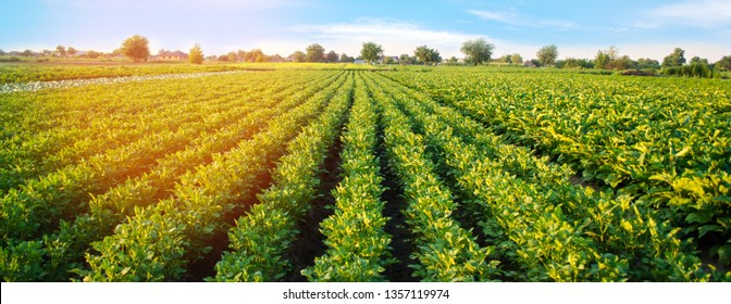 Potato Plantations Grow In The Field. Vegetable Rows. Farming, Agriculture. Landscape With Agricultural Land. Crops. Banner