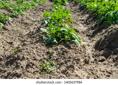 potato plantations grow in the field. vegetable rows. crops - Shutterstock ID 1405637984
