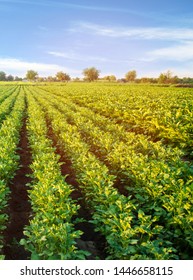 Potato Plantations Grow In The Field. Vegetable Rows. Farming, Agriculture. Landscape With Agricultural Land. Crops