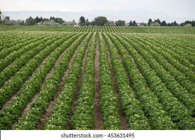 Potato Plants Grow Idaho Farm Agriculture Food Crop