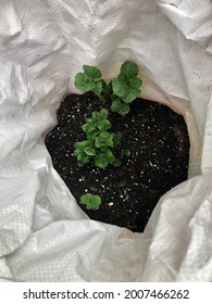 Potato Plants Growing In A Feed Bag.