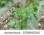 Potato plants in the vegetable patch