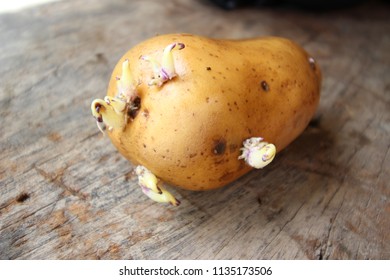 Potato Root Or Solanum Tuberosum L.