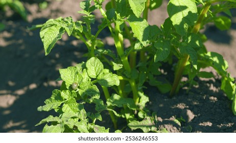 Potato is a root vegetable. Colorado striped beetle parasite on green leaves. Close up. - Powered by Shutterstock