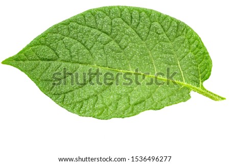 Similar – Foto Bild Blühende Kartoffel, junge frische Pflanze wächst auf Ackerland oder Feld. Fruchtbaren schwarzen reichen Boden, chernozem. Blick auf goldene Stunde, sonnige Strahlen Hintergrund. Landwirtschaft, Gemüse, Bio, Anbau. Hoch