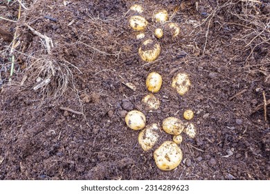 Potato (Solanum tuberosum) belongs to the order Solanales, family Solanaceae. Potato is a short-lived annual vegetable crop. Potato is a food plant that has stem tubers for human consumption. - Shutterstock ID 2314289623