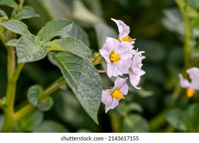 The potato is a starchy tuber of the plant Solanum tuberosum and is a root vegetable native to the Americas. The plant is a perennial in the nightshade family Solanaceae