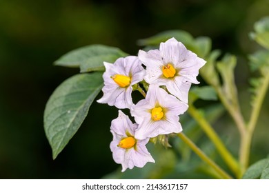 The potato is a starchy tuber of the plant Solanum tuberosum and is a root vegetable native to the Americas. The plant is a perennial in the nightshade family Solanaceae