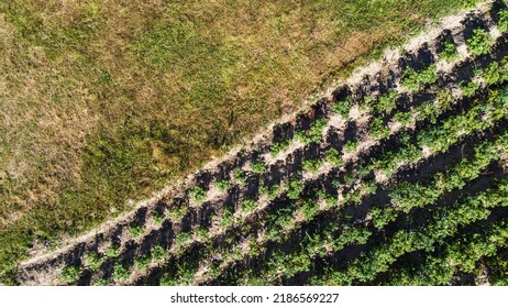 Potato Top View, Copyspace, Text Space, Potatoes In Row. Farm Field In Agriculture Season. Potato Field In Summer Day, Aerial View. Potato Farmland In Rural. High Quality Photo