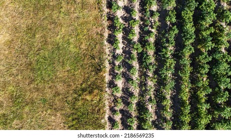 Potato Top View, Copyspace, Text Space, Potatoes In Row. Farm Field In Agriculture Season. Potato Field In Summer Day, Aerial View. Potato Farmland In Rural. High Quality Photo