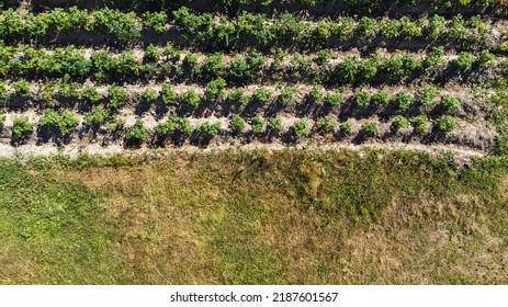 Potato Top View, Copyspace, Text Space, Potatoes In Row. Farm Field In Agriculture Season. Potato Field In Summer Day, Aerial View. Potato Farmland In Rural. High Quality Photo