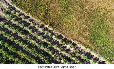 Potato Top View, Copyspace, Text Space, Potatoes In Row. Farm Field In Agriculture Season. Potato Field In Summer Day, Aerial View. Potato Farmland In Rural. High Quality Photo