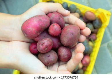 Potato tubers of different sizes in the hands close-up, potato crop, selective focus.