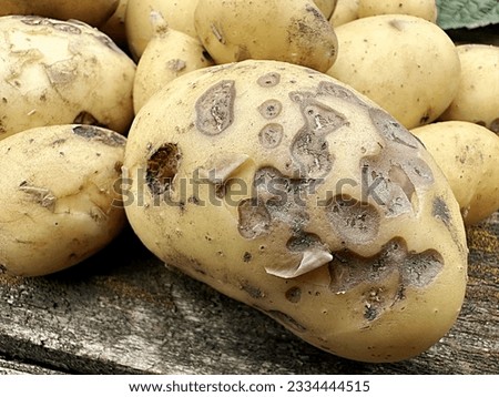 potatoes affected by common scab disease. horticulture