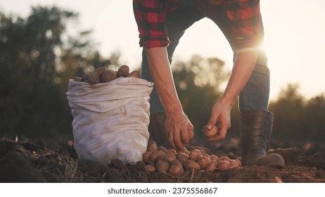 potatoes agriculture. farmer selects potato harvest next to bag on agricultural field in soil. agriculture lifestyle business concept. farmer works storing potatoes in the field