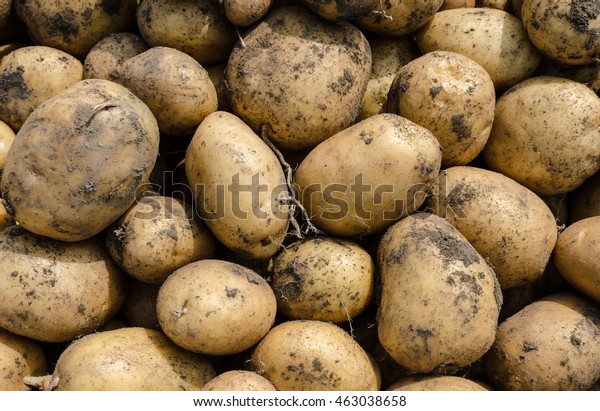 Potatoes Background Potatoes Raw Vegetables Food Stock Photo Edit