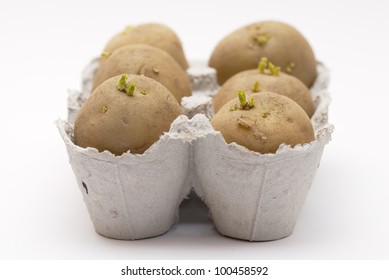 Potatoes Chitting In An Egg Carton Before Planting Out On An Allotment.