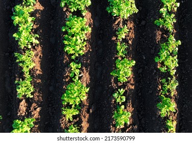 Potatoes Field plantation, top view. green field of potatoes in row. Farm field in agriculture season. Potato field in summer day, aerial view. Potato farmland in rural. Young green plant with leaves.