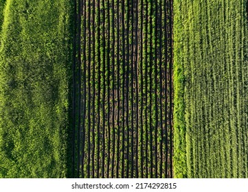 Potatoes Field Plantation, Top View. Green Field Of Potatoes In Row. Farm Field In Agriculture Season. Potato Field In Summer Day, Aerial View. Potato Farmland In Rural. Young Green Plant With Leaves.