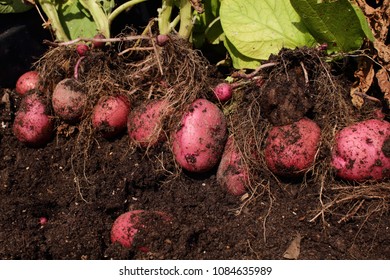 Potato Plant Pot Images Stock Photos Vectors Shutterstock