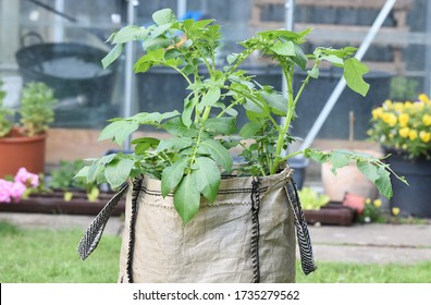 Potatoes Growing In A Bag.