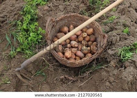 Potatoes and hoe. Manual harvesting of potatoes.