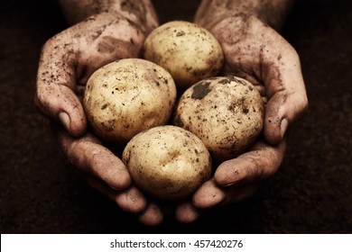 Potatoes in male hands on soil background