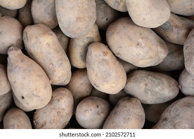 Potatoes In The Market, Potatoes For Selling At Vegetable Market, Fresh Organic Potato Stand Out Among Many Large Background Potatos In The Market. Heap Of Potatos Root. Close-up Potatos Texture.Macro