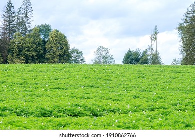ジャガイモ畑 の画像 写真素材 ベクター画像 Shutterstock