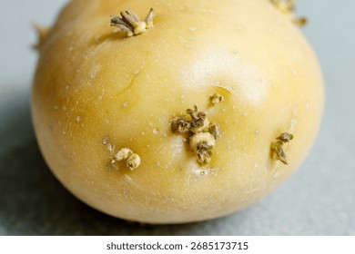 Potatoes sprouting at the kitchen table