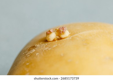 Potatoes sprouting at the kitchen table