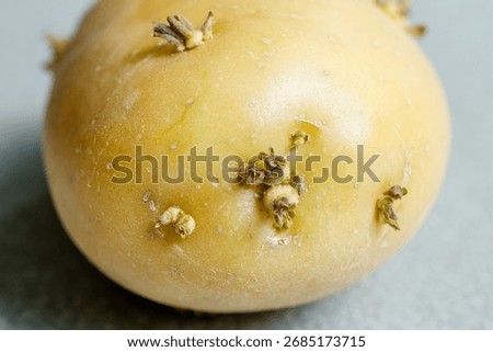 Potatoes sprouting at the kitchen table