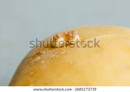 Potatoes sprouting at the kitchen table