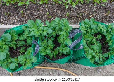 Potatos growing in sacks Orla resistant to blight variety 