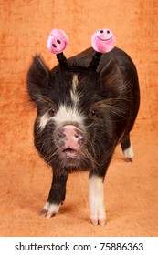 Pot-bellied pig on brown background