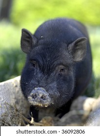 Pot-bellied Pig in Trough