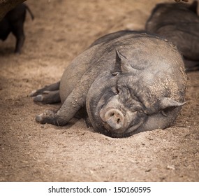 Potbellied Vietnamese pig