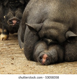 Pot-bellied Vietnamese pig pair sow and hog