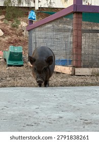 Potbelly mini pig plotting what to do next