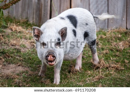 Similar – Junges Minischwein springt lebenslustig in der Natur. Lustiges, süßes, witziges, goldigen Baby Schwein springt zum Neujahr, Silvester, Jahresbeginn, Jahresende, Jahreswechsel. Silvester, Neujahr, Jahreswechsel. Glückwunsch, Freude, Glück, Wünsche, Jubiläum