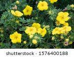 Potentilla fruticosa Goldstar Shrubby Cinquefoil in England