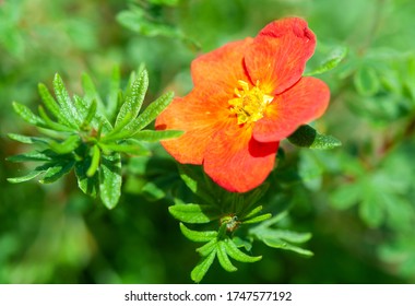 Potentilla  Fruticosa Red Ace a summer flower plant known as cinquefoil - Shutterstock ID 1747577192